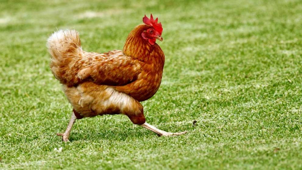 Man faces charges of keeping 25 chickens in his Pasir Ris flat, breeding them for sale - Vimarsana News