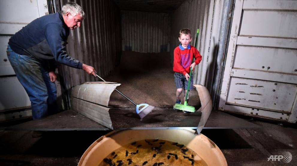 After fire and floods, Australian farmers suffer devastating mouse plague - Vimarsana News