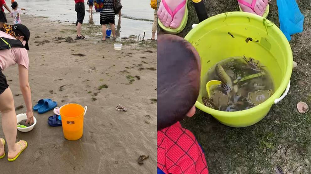 Singapore marine life enthusiasts 'horrified' over beach goers digging up sea creatures - Vimarsana News