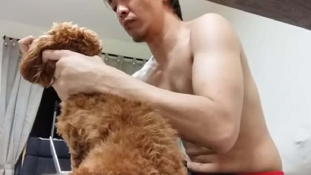 toy-poodle-abuse.png