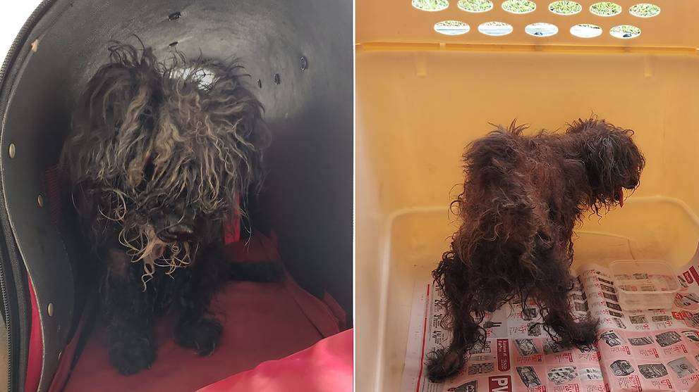 Woman fined for abandoning 16-year-old neglected dog beside rubbish bin