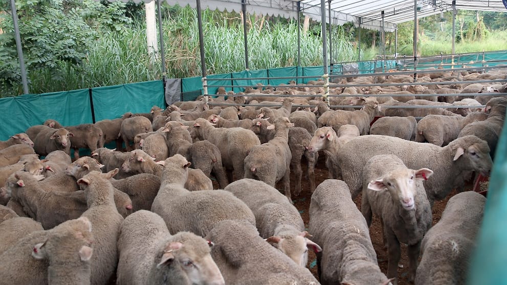 3 700 Sheep Available At 26 Mosques For Korban Cna