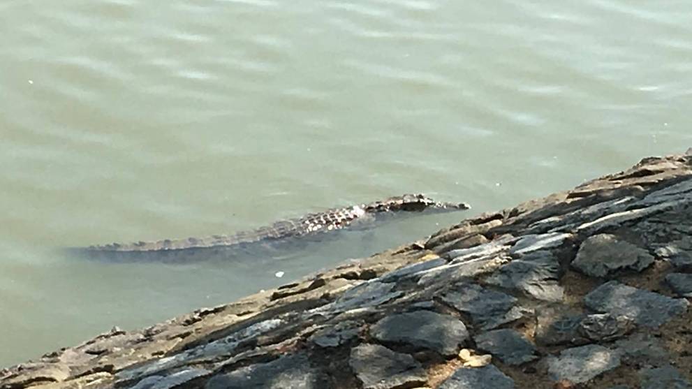 changi-beach-crocodile-1.jpg