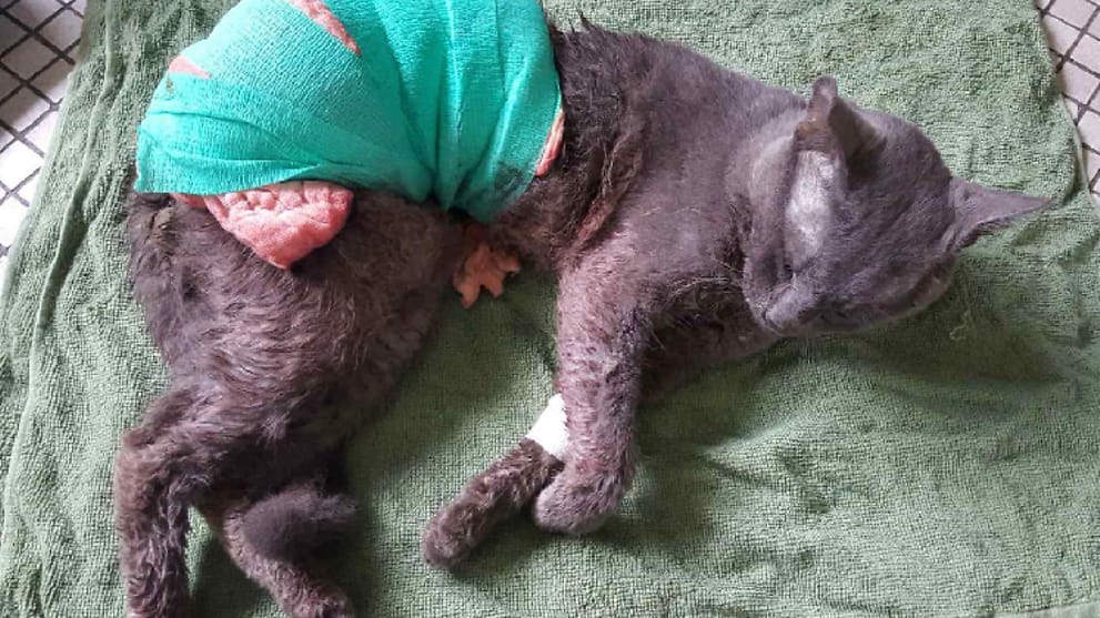 Man Who Killed Cat With Carving Knife Sentenced To 7 Years Preventive Detention Cna