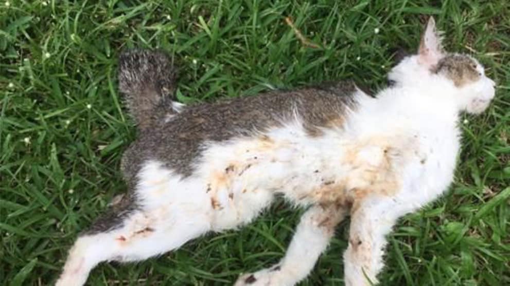 Man Jailed For Throwing Cat Down Rubbish Chute To Its Death Cna